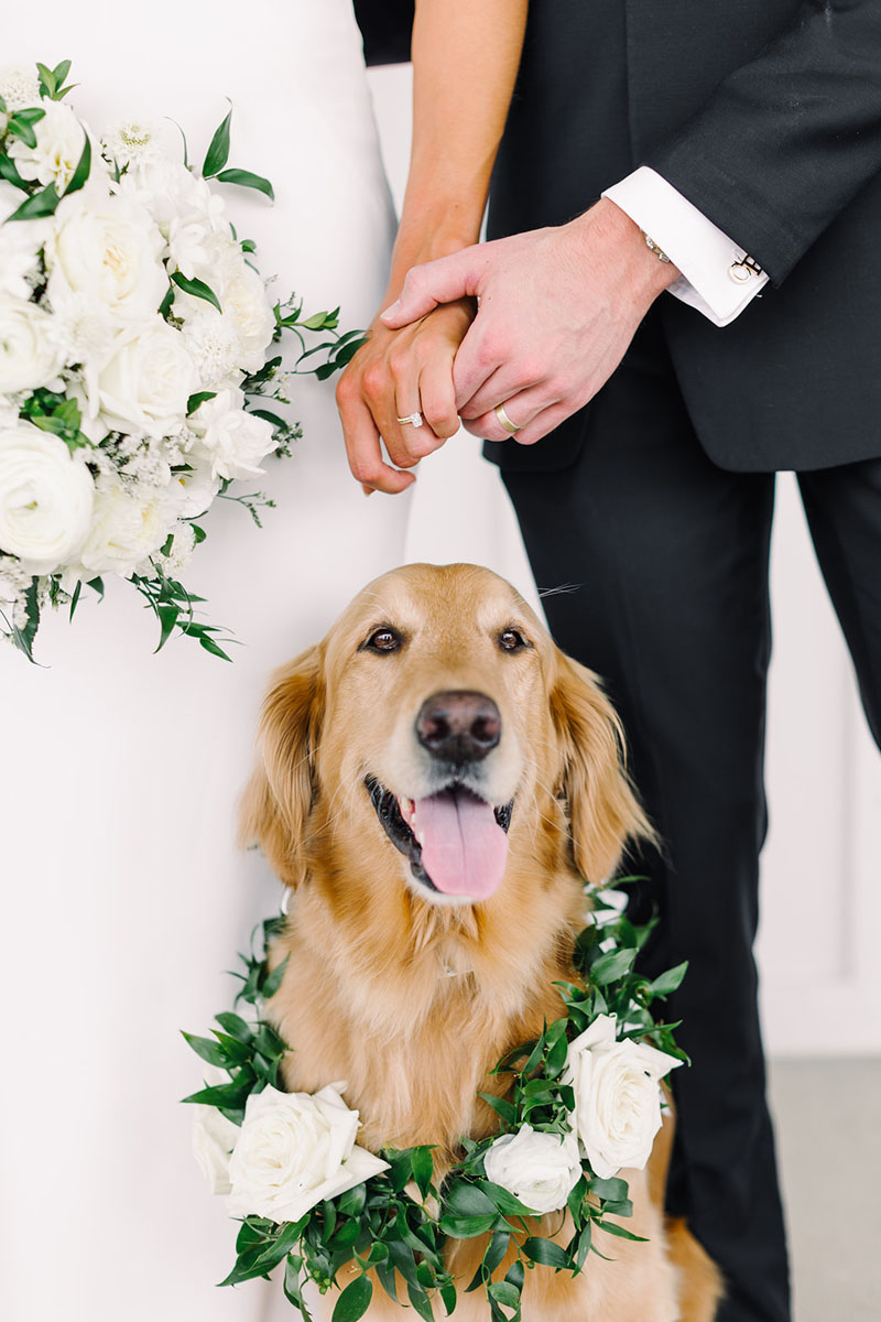 bride & groom plus golden retriever with floral collar