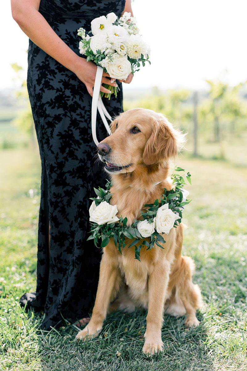 golden retriever at Walker Homestead wedding ceremony